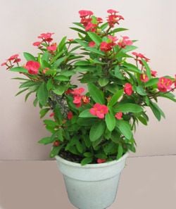 Sütleğen - Euphorbia Milii - Dikenler Tacı [Kırmızı Çiçekli]