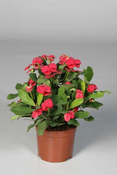 Sütleğen - Euphorbia Milii - Dikenler Tacı [Kırmızı Çiçekli]