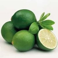 Tahiti Lime (Çekirdeksiz yeşil limon) Fidanı 50-100 cm[TERAS - EV]
