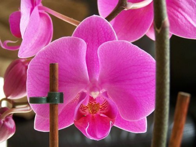 Tropikal Orkide Toprağı