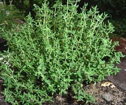 Yeşil Dik Gelişen Kekik (Thymus vulgaris) Fidesi
