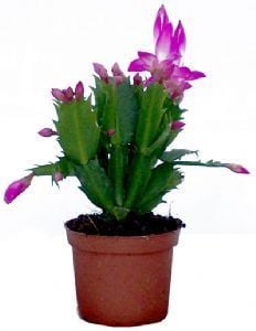 Yılbaşı Çiçeği (zygocactus truncatus) 20-30 cm