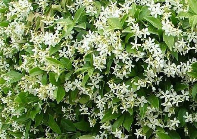 Yıldız Çiçekli Yasemin kokulu (Trachelospermum jasminoides) Fidesi