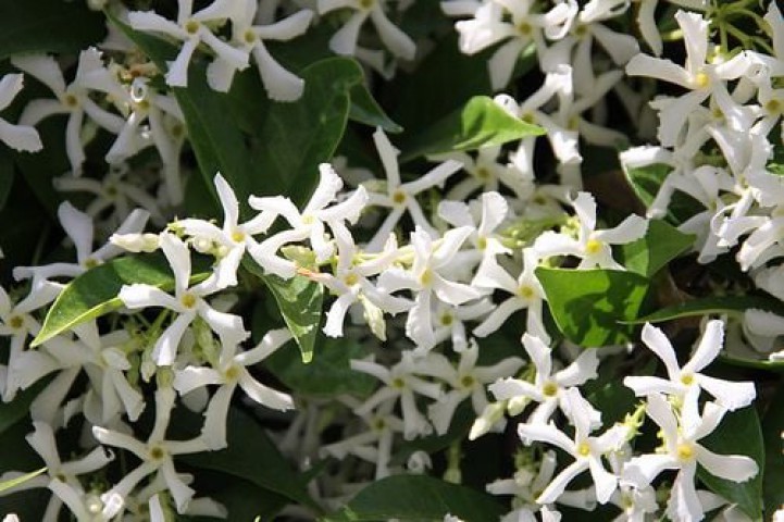 Yıldız Çiçekli Yasemin kokulu (Trachelospermum jasminoides) Fidesi